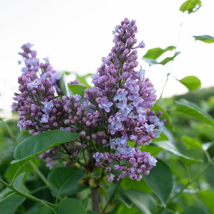 Syringa Vulgaris 'president Grevy' - View 35 from www redcrocus com