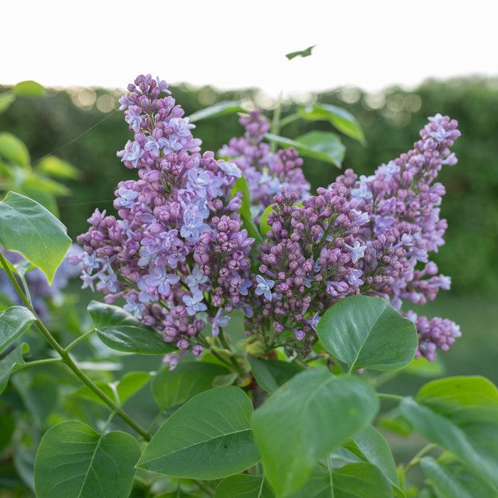 Syringa Vulgaris 'president Grevy' - View 3 from www redcrocus com