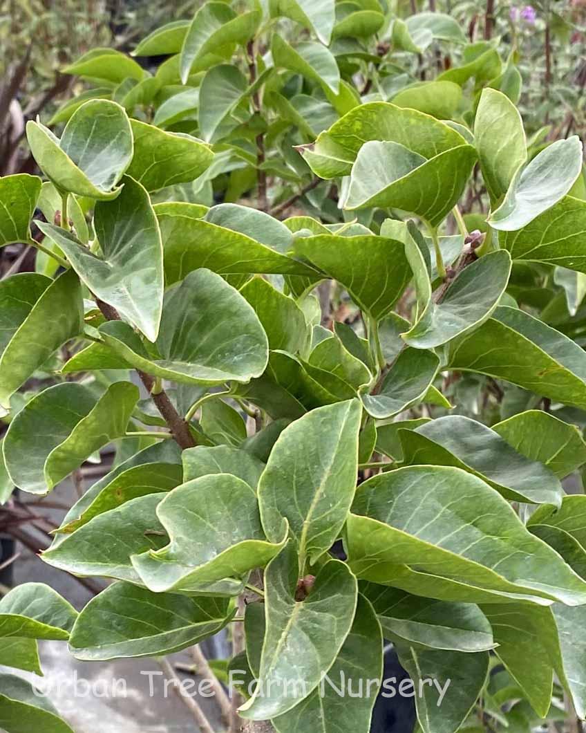 Syringa Vulgaris 'president Grevy' - View 9 from www redcrocus com