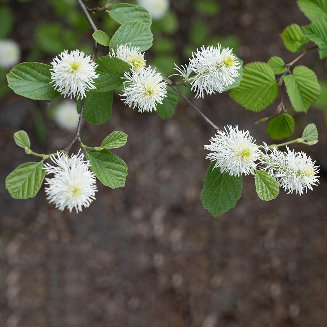 Fothergilla Gardenii - View 19 from www redcrocus com