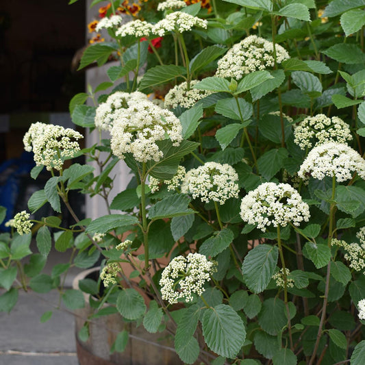 Viburnum Dentatum 'chicago Lustre' - View 1 from www redcrocus com