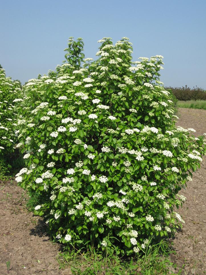 Viburnum Dentatum 'chicago Lustre' - View 3 from www redcrocus com