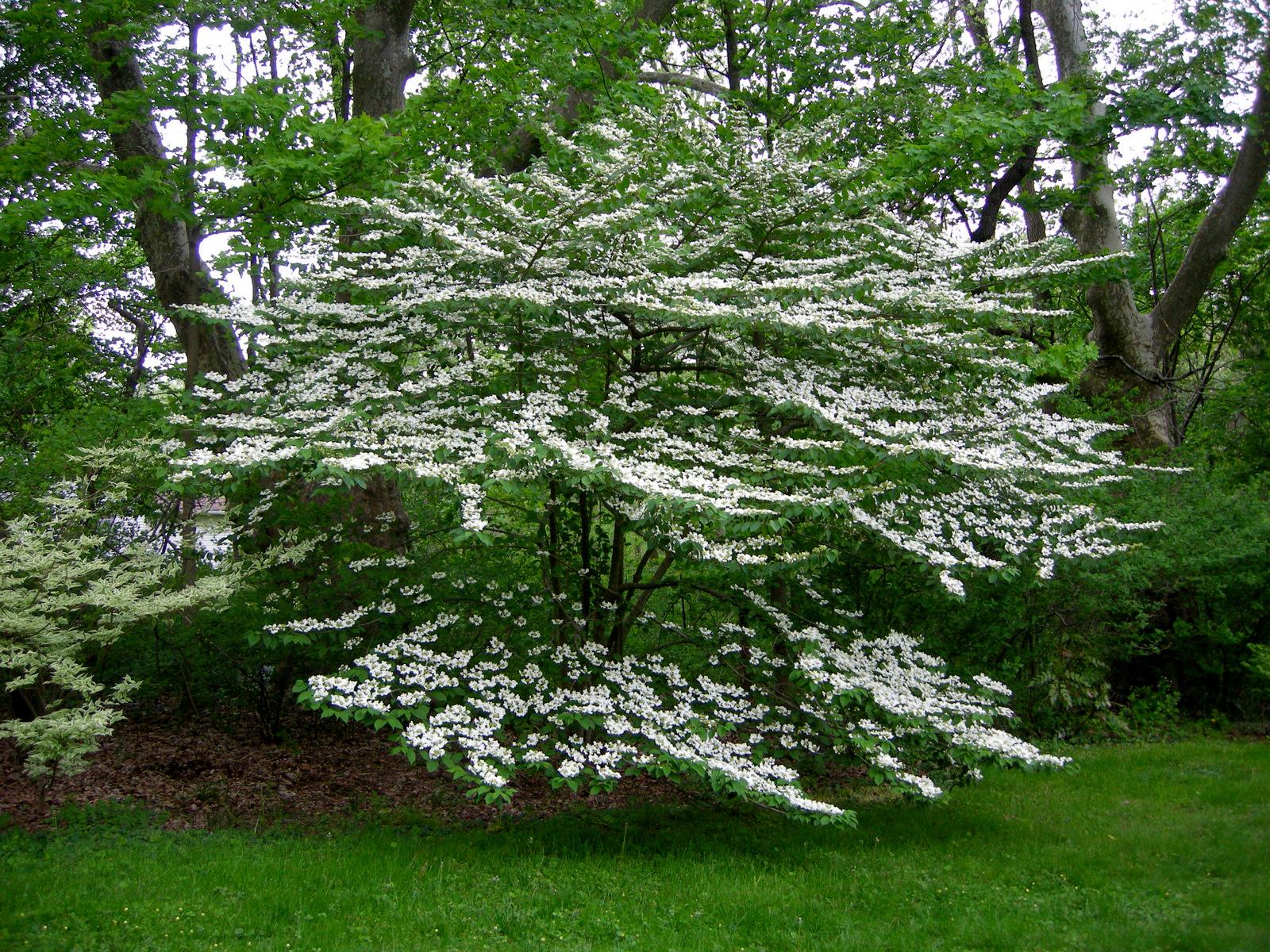 Viburnum Plicatum Var  Tomentosum 'mariesii' - View 10 from www redcrocus com