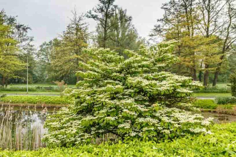 Viburnum Plicatum Var  Tomentosum 'mariesii' - View 12 from www redcrocus com