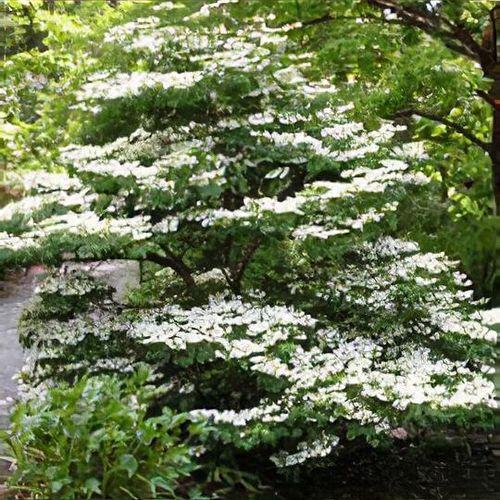 Viburnum Plicatum Var  Tomentosum 'mariesii' - View 13 from www redcrocus com