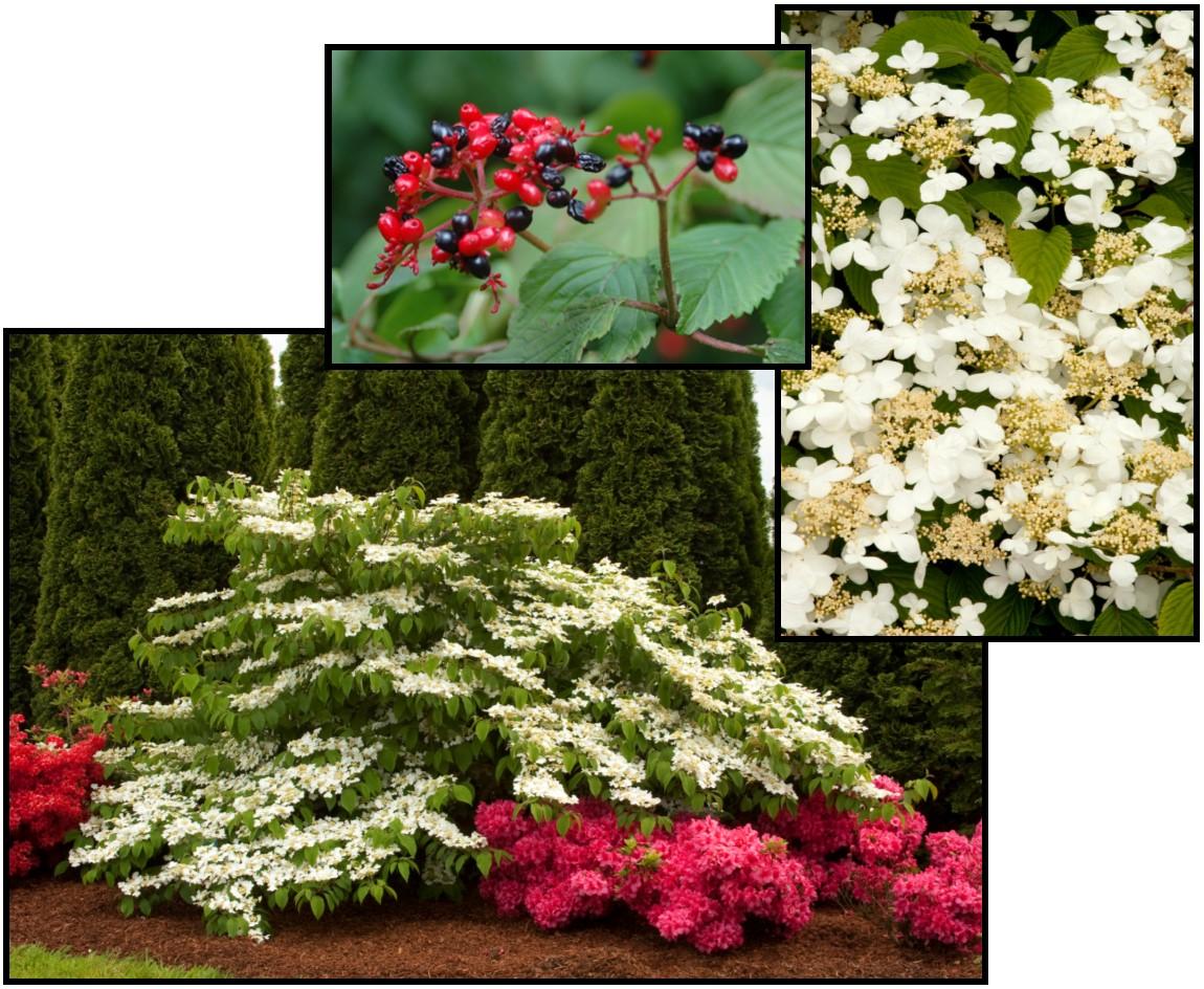 Viburnum Plicatum Var  Tomentosum 'mariesii' - View 19 from www redcrocus com