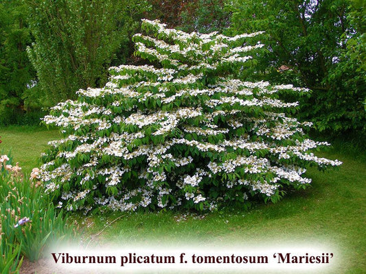 Viburnum Plicatum Var  Tomentosum 'mariesii' - View 1 from www redcrocus com