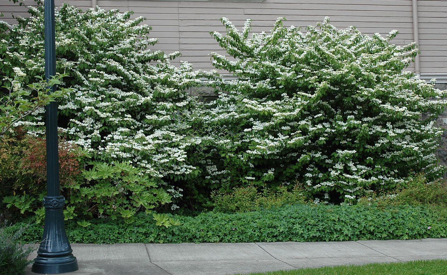 Viburnum Plicatum Var  Tomentosum 'mariesii' - View 2 from www redcrocus com