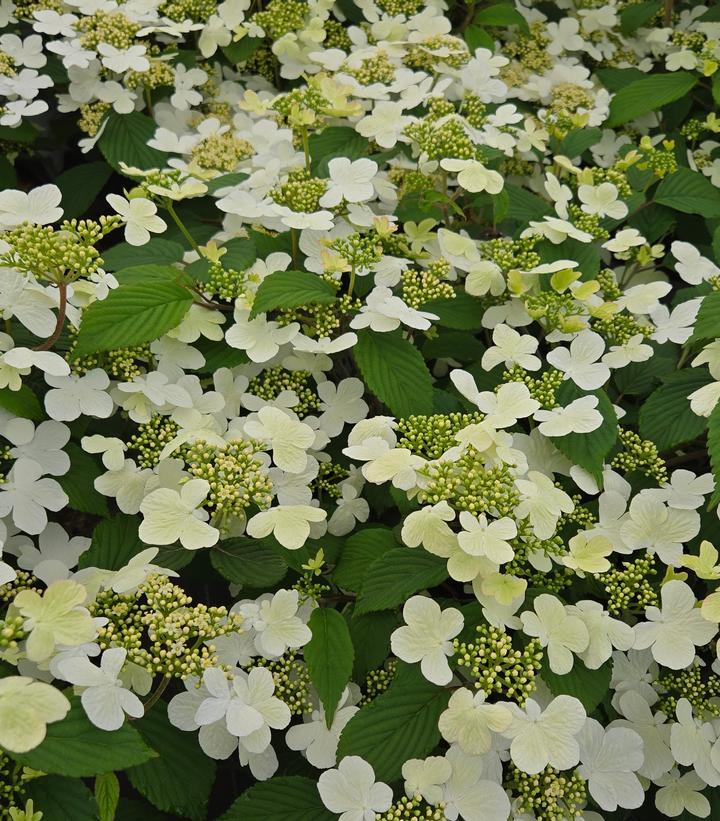 Viburnum Plicatum Var  Tomentosum 'mariesii' - View 36 from www redcrocus com