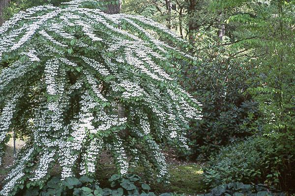 Viburnum Plicatum Var  Tomentosum 'mariesii' - View 7 from www redcrocus com