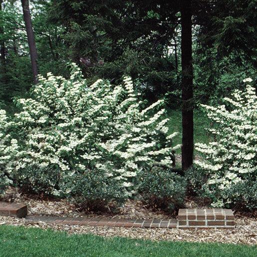 Viburnum Plicatum Var  Tomentosum 'mariesii' - View 8 from www redcrocus com