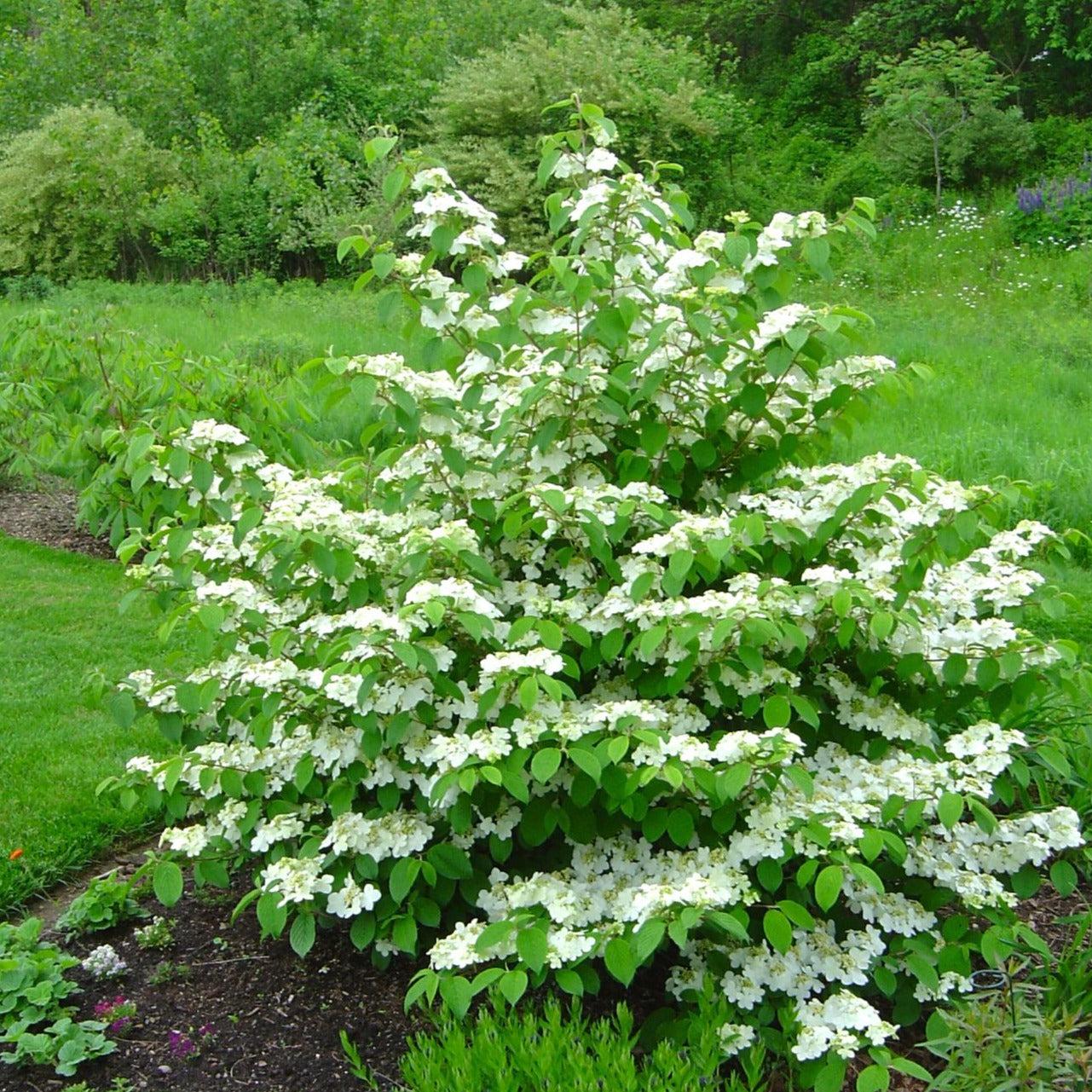 Viburnum Plicatum Var  Tomentosum 'mariesii' - View 9 from www redcrocus com