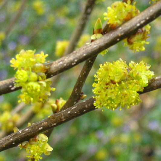 Lindera Benzoin - View 10 from www redcrocus com
