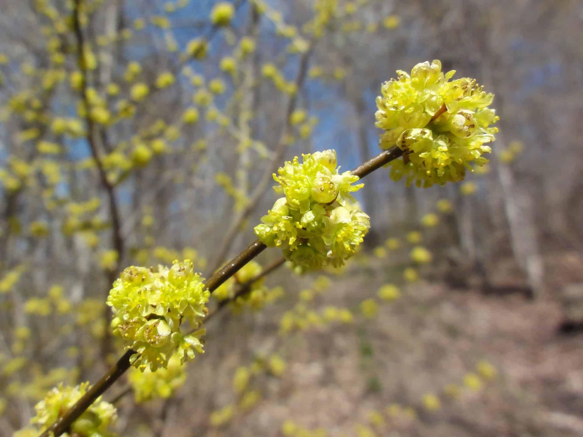Lindera Benzoin - View 12 from www redcrocus com