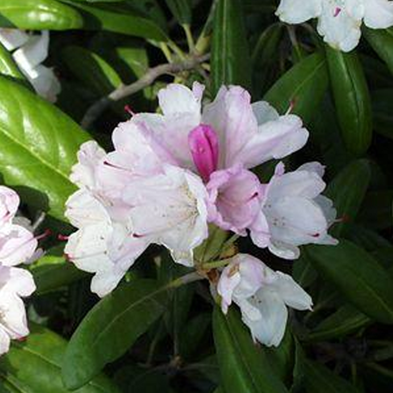 Rhododendron Yakushimanum 'yaku Prince' - View 10 from www redcrocus com