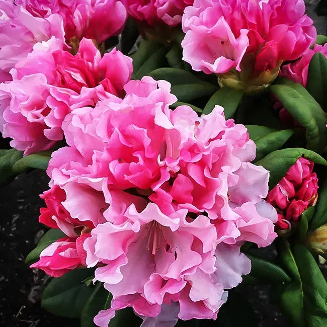 Rhododendron Yakushimanum 'yaku Prince' - View 13 from www redcrocus com