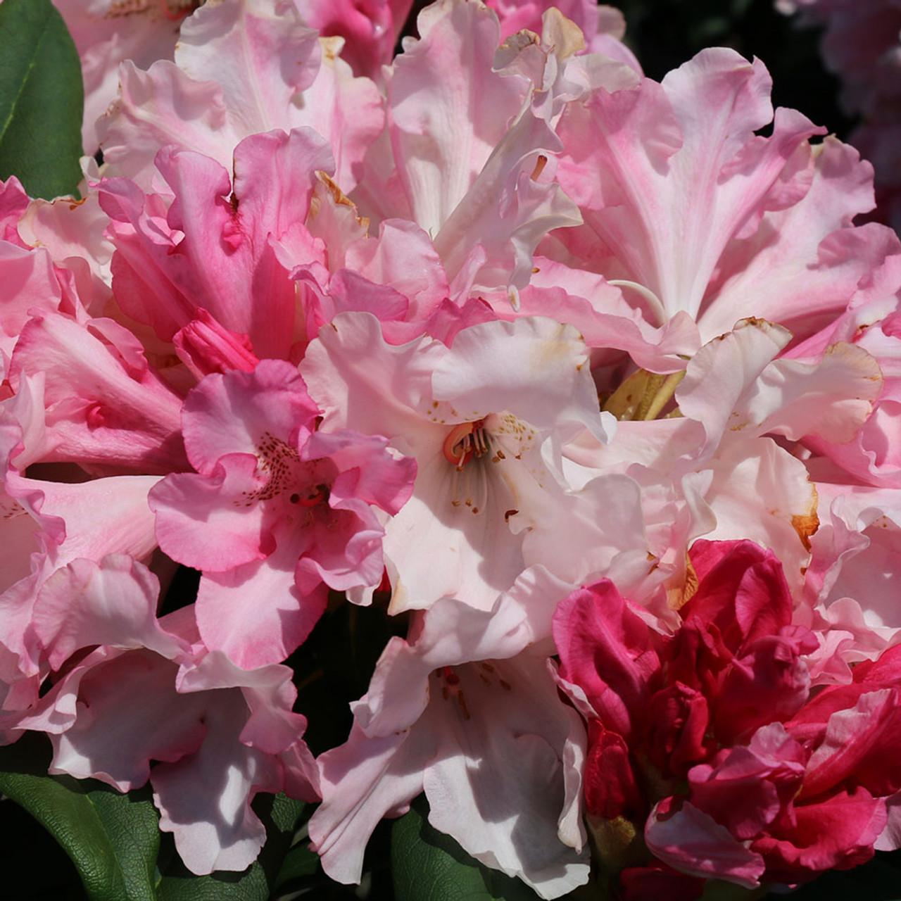 Rhododendron Yakushimanum 'yaku Prince' - View 16 from www redcrocus com