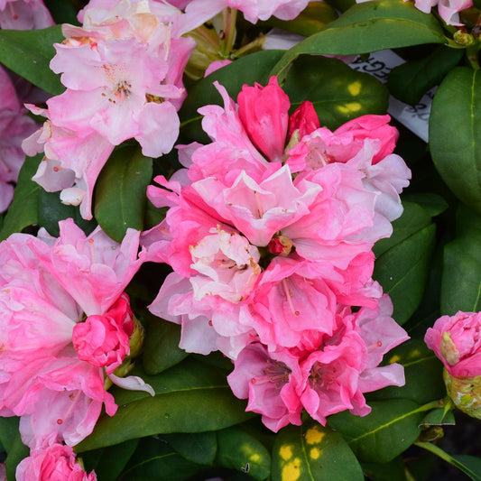 Rhododendron Yakushimanum 'yaku Prince' - View 1 from www redcrocus com