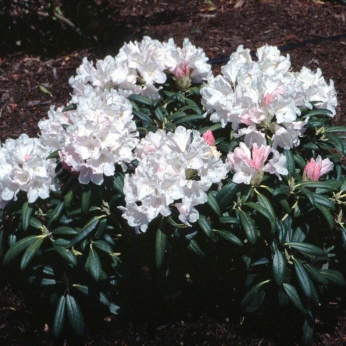 Rhododendron Yakushimanum 'yaku Prince' - View 2 from www redcrocus com