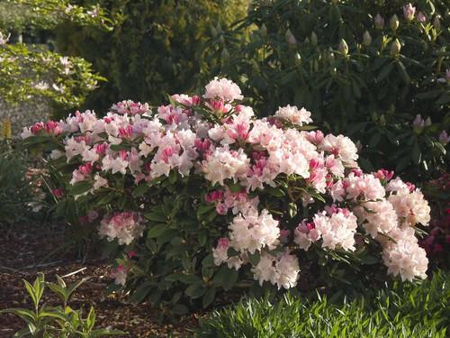 Rhododendron Yakushimanum 'yaku Prince' - View 6 from www redcrocus com