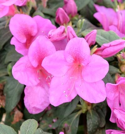 Azalea 'bloom A Thon Lavender' - View 10 from www redcrocus com