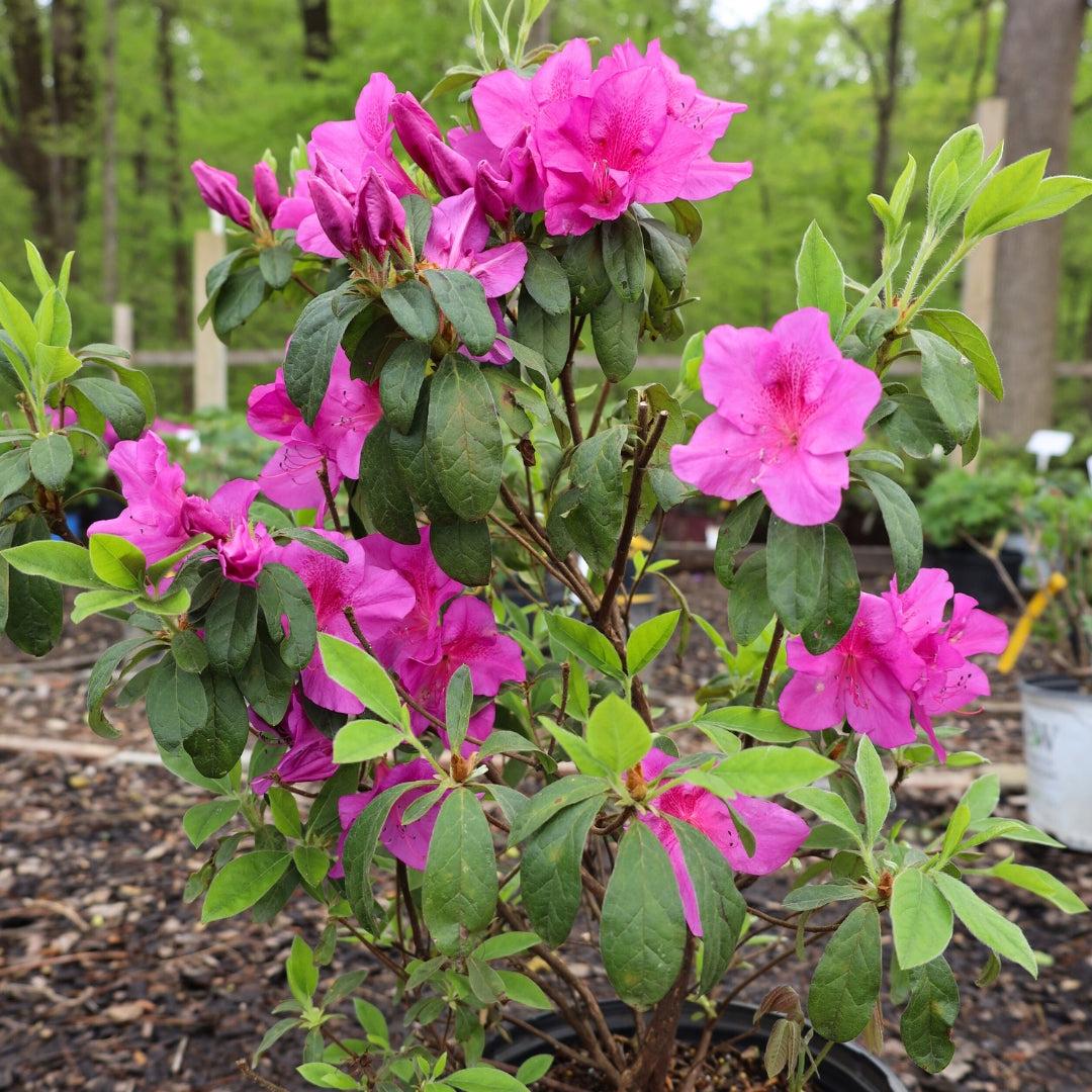 Azalea 'bloom A Thon Lavender' - View 13 from www redcrocus com