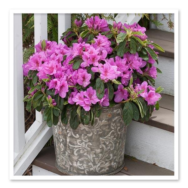 Azalea 'bloom A Thon Lavender' - View 14 from www redcrocus com