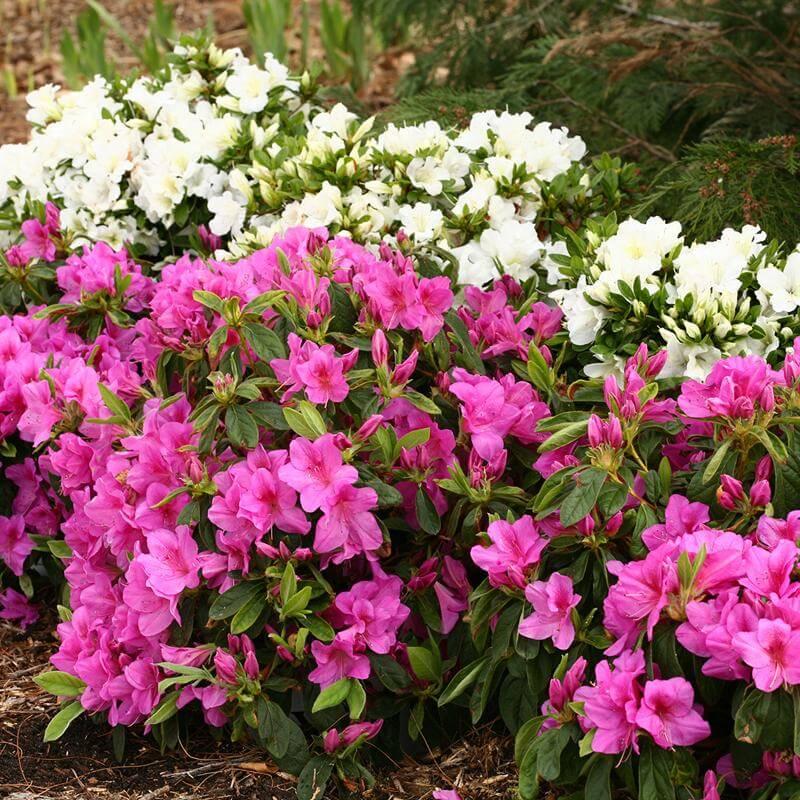 Azalea 'bloom A Thon Lavender' - View 15 from www redcrocus com
