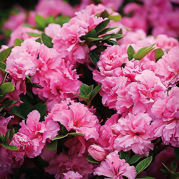 Azalea 'bloom A Thon Lavender' - View 16 from www redcrocus com