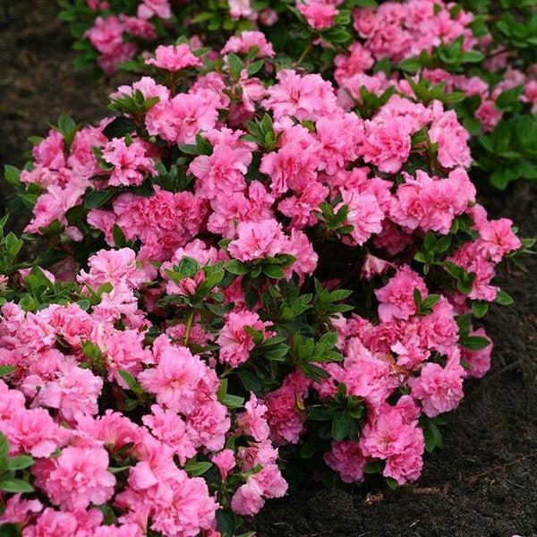 Azalea 'bloom A Thon Lavender' - View 17 from www redcrocus com