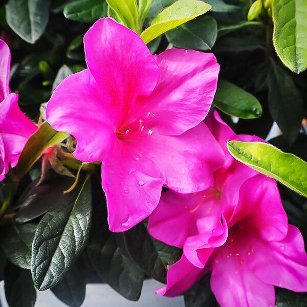 Azalea 'bloom A Thon Lavender' - View 18 from www redcrocus com