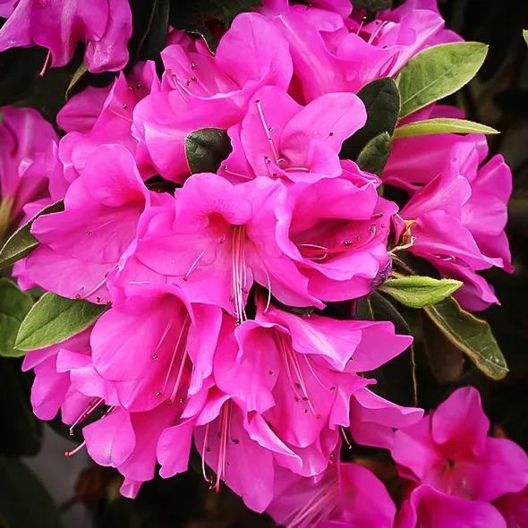 Azalea 'bloom A Thon Lavender' - View 19 from www redcrocus com
