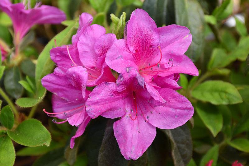 Azalea 'bloom A Thon Lavender' - View 20 from www redcrocus com