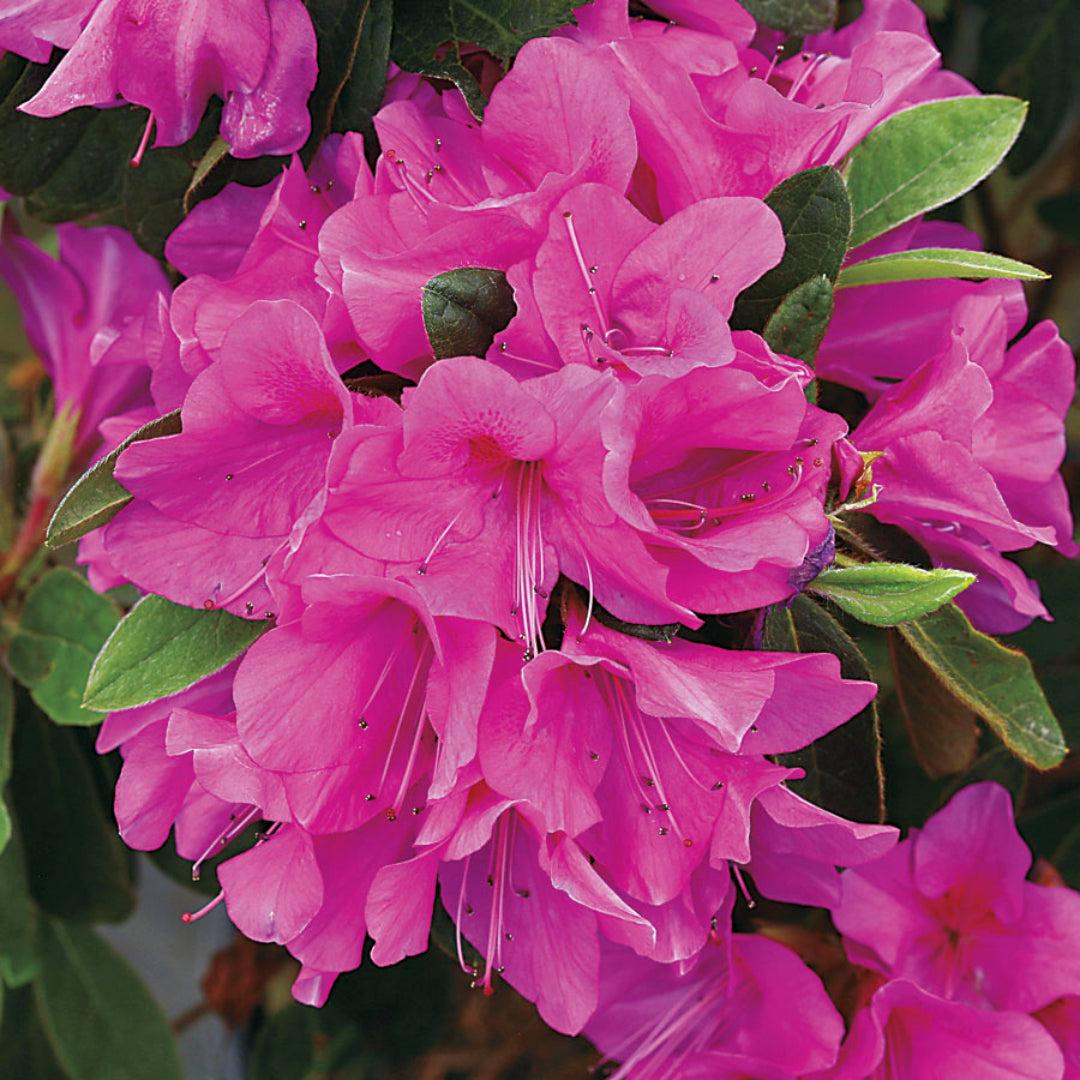 Azalea 'bloom A Thon Lavender' - View 22 from www redcrocus com