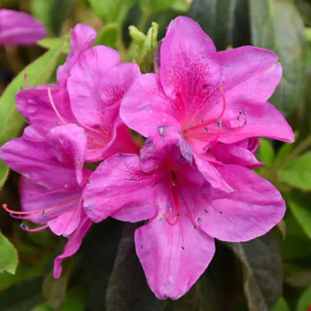 Azalea 'bloom A Thon Lavender' - View 23 from www redcrocus com