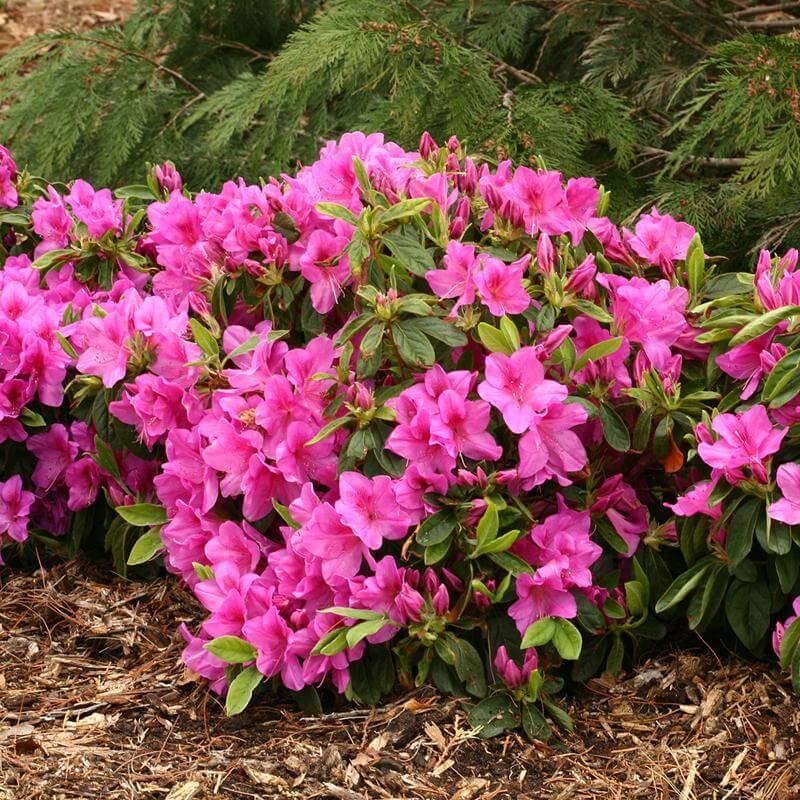 Azalea 'bloom A Thon Lavender' - View 24 from www redcrocus com