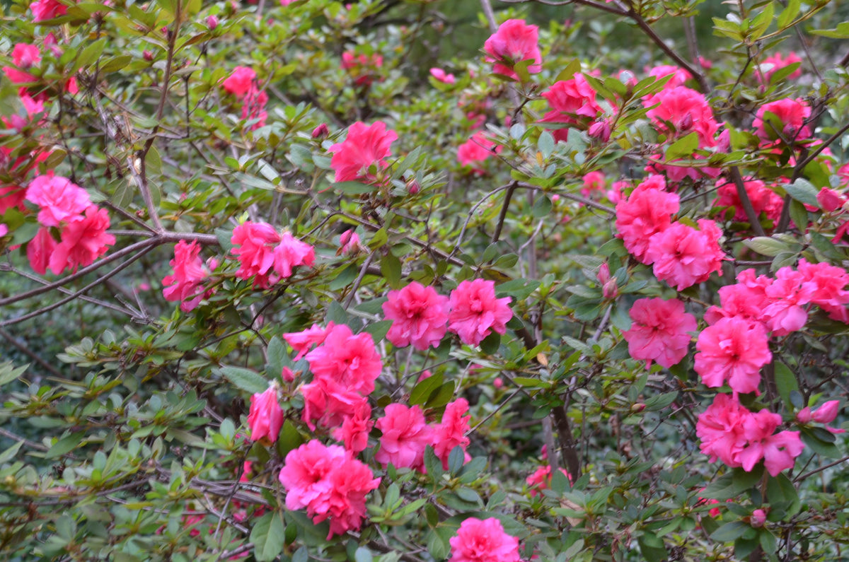Azalea 'bloom A Thon Lavender' - View 25 from www redcrocus com