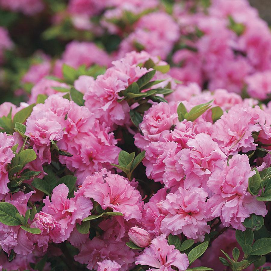 Azalea 'bloom A Thon Lavender' - View 26 from www redcrocus com