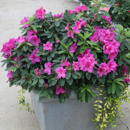 Azalea 'bloom A Thon Lavender' - View 27 from www redcrocus com