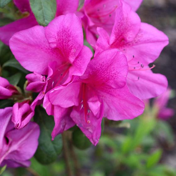 Azalea 'bloom A Thon Lavender' - View 30 from www redcrocus com