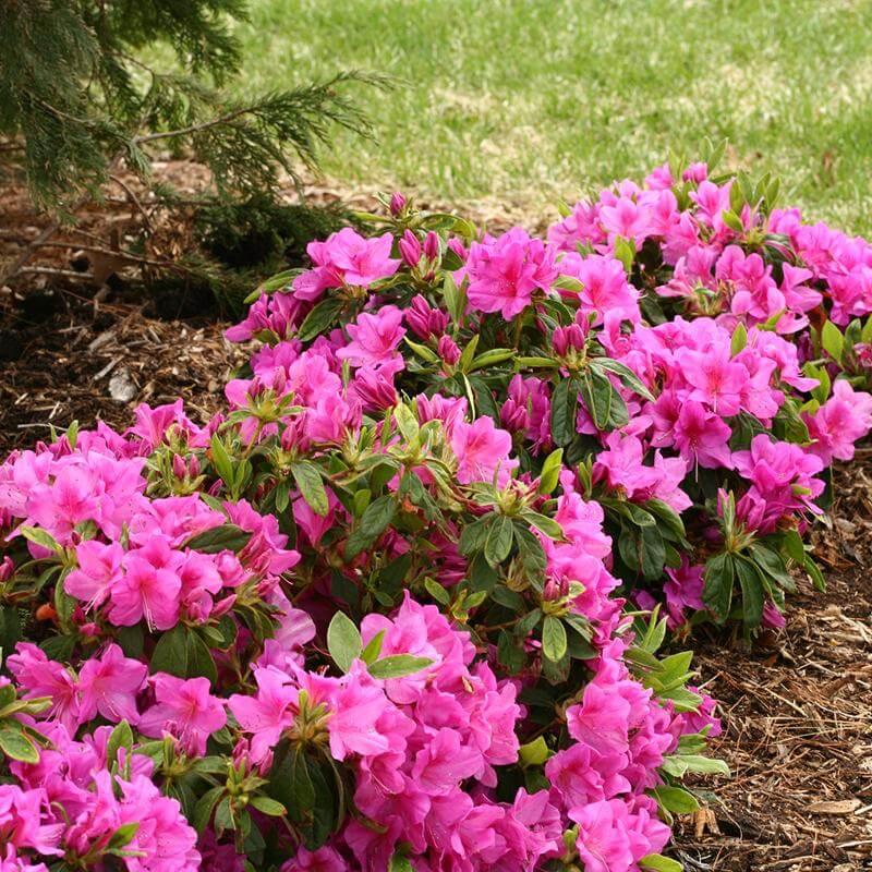Azalea 'bloom A Thon Lavender' - View 33 from www redcrocus com