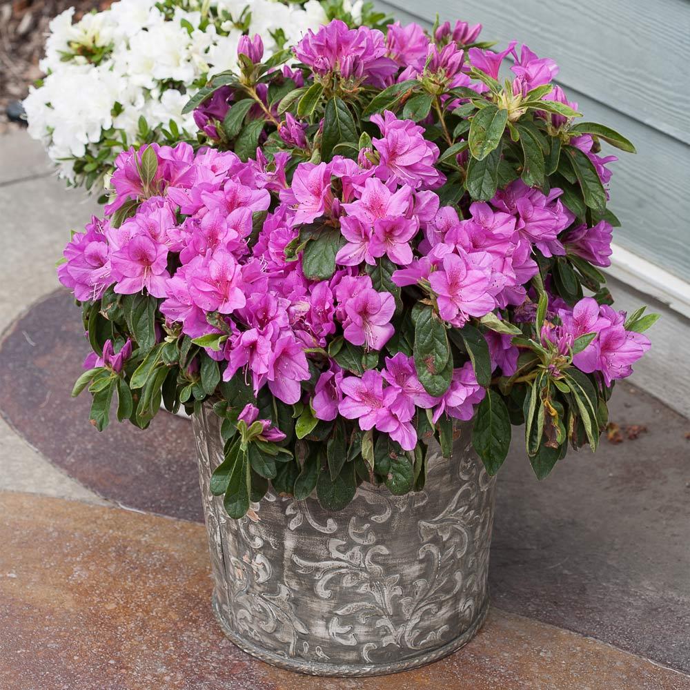 Azalea 'bloom A Thon Lavender' - View 34 from www redcrocus com