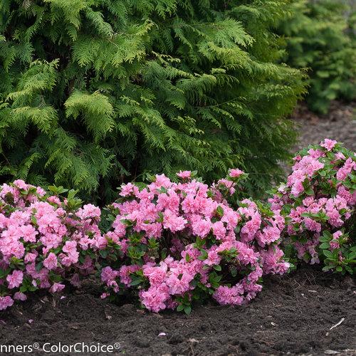 Azalea 'bloom A Thon Lavender' - View 5 from www redcrocus com
