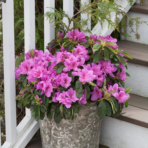 Azalea 'bloom A Thon Lavender' - View 8 from www redcrocus com