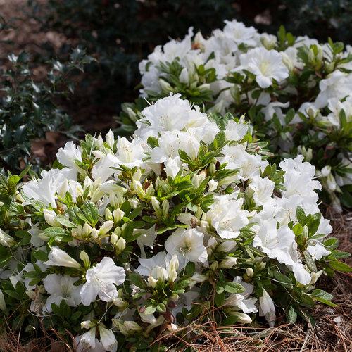 Azalea 'bloom A Thon White' - View 11 from www redcrocus com