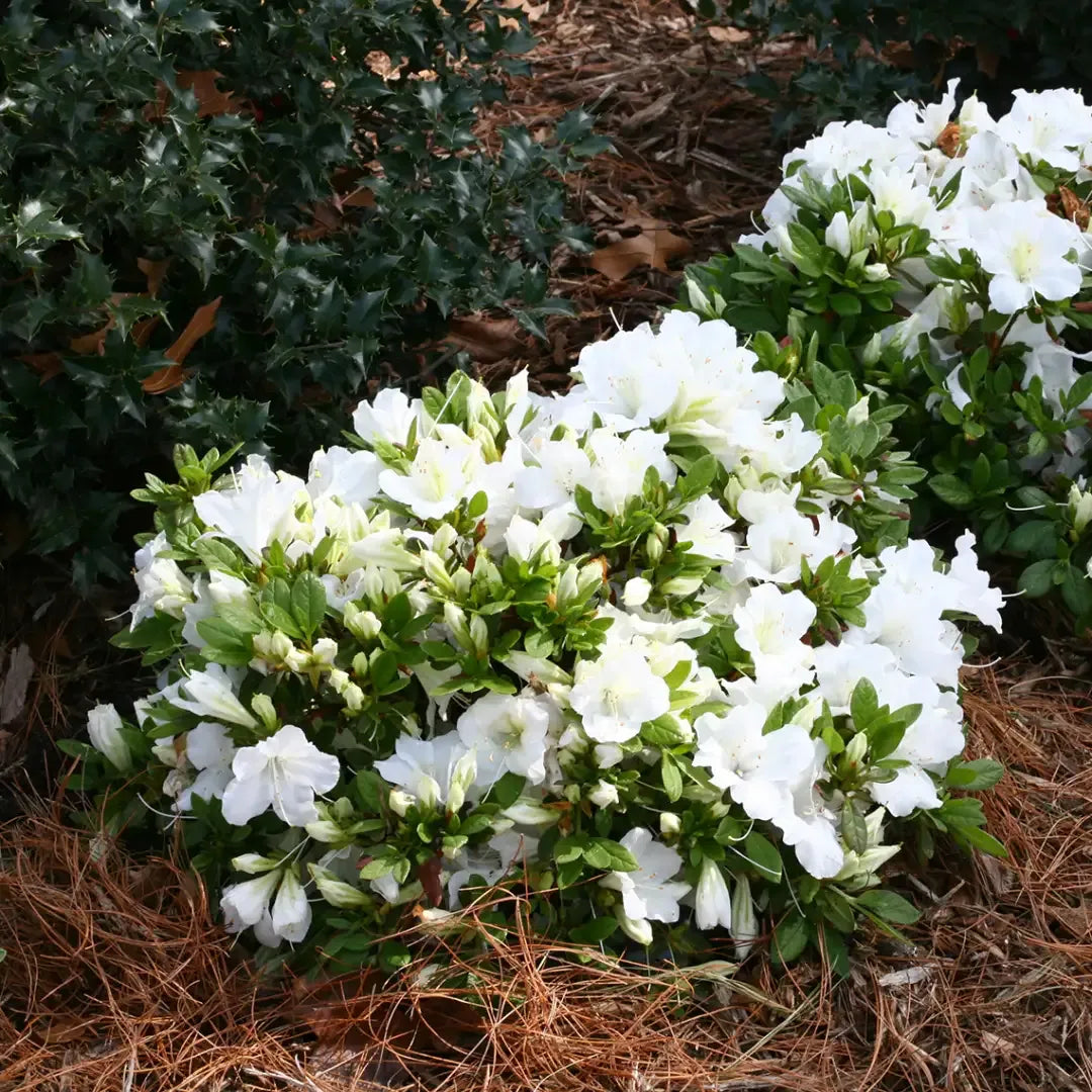 Azalea 'bloom A Thon White' - View 12 from www redcrocus com