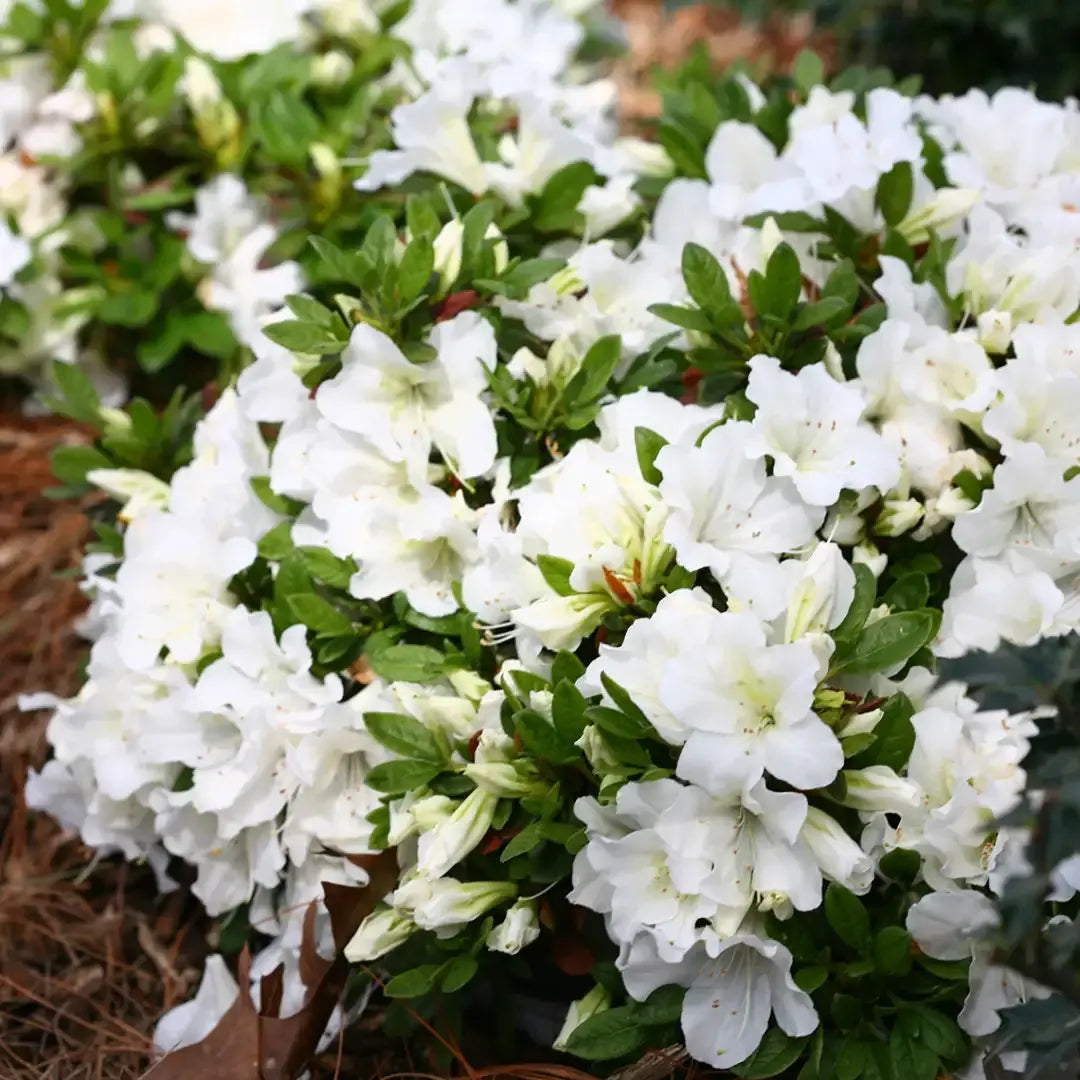 Azalea 'bloom A Thon White' - View 13 from www redcrocus com