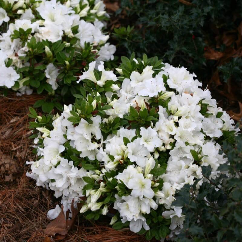 Azalea 'bloom A Thon White' - View 15 from www redcrocus com
