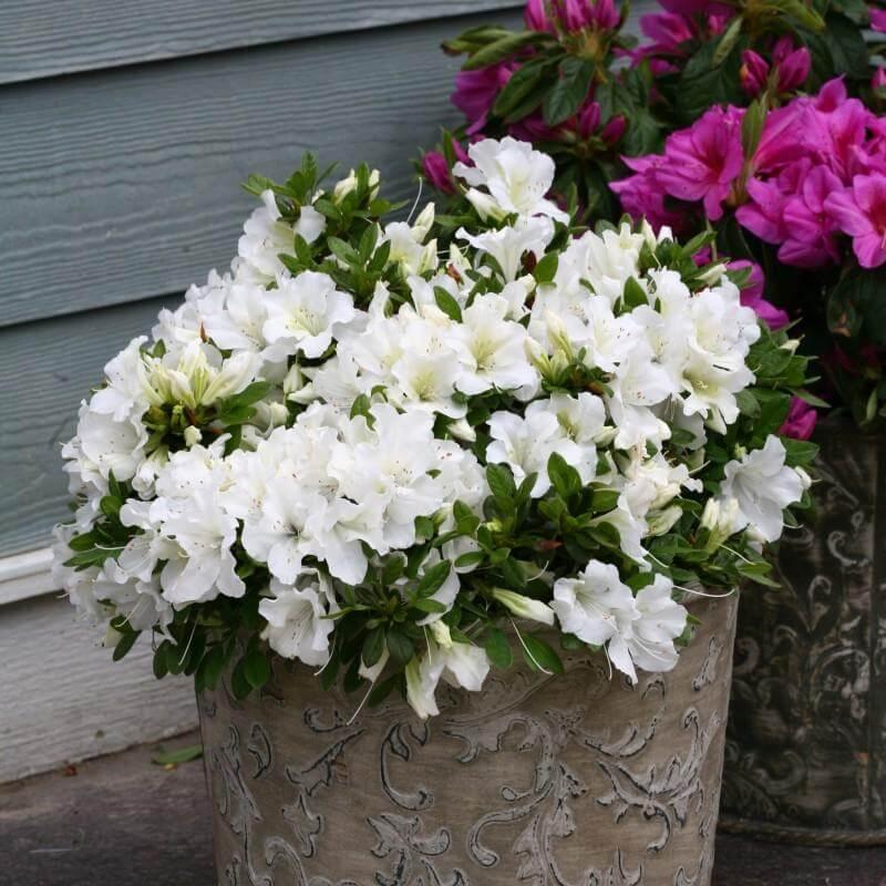 Azalea 'bloom A Thon White' - View 16 from www redcrocus com