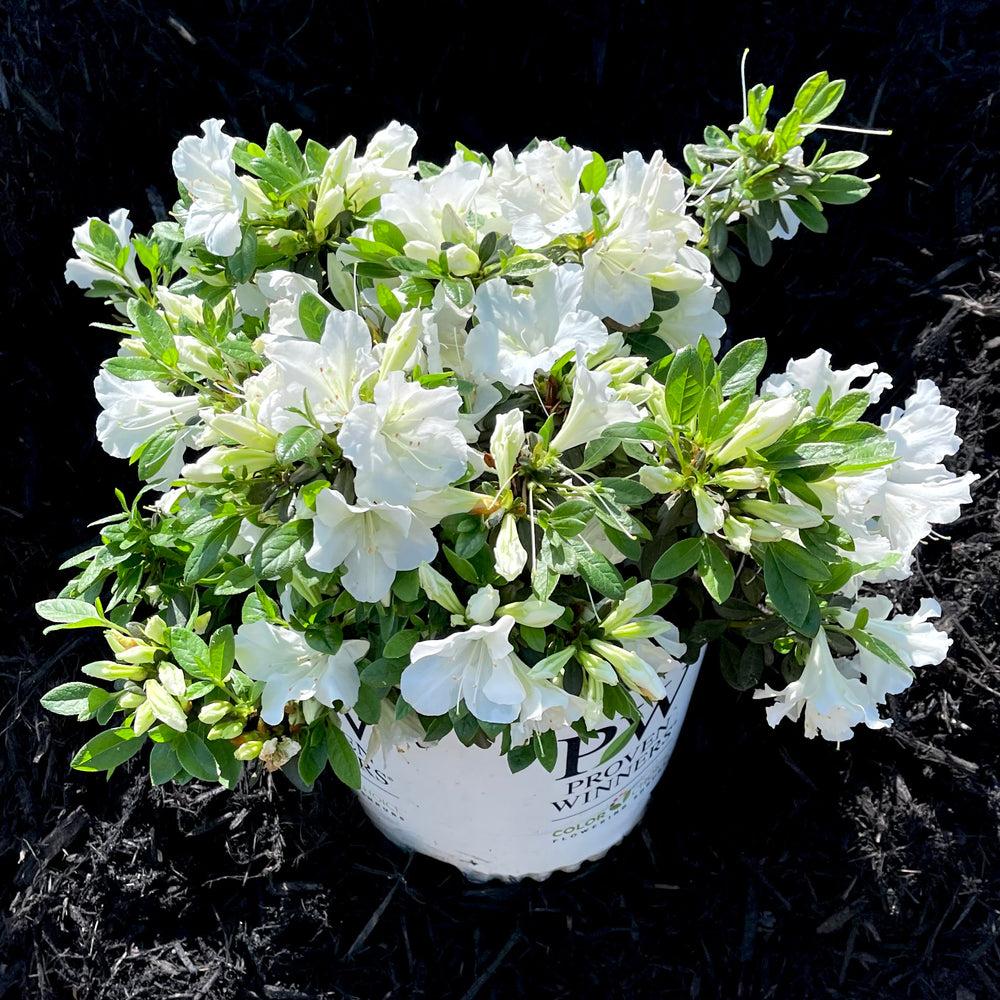 Azalea 'bloom A Thon White' - View 17 from www redcrocus com
